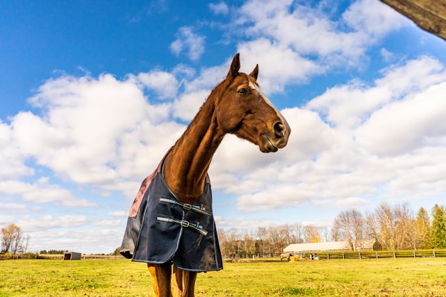 Paard