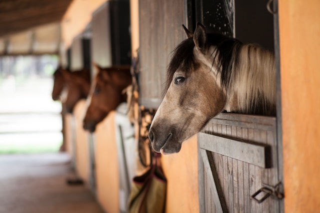 Paard
